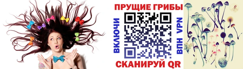 где можно купить наркотик  Заречный  Псилоцибиновые грибы Cubensis 